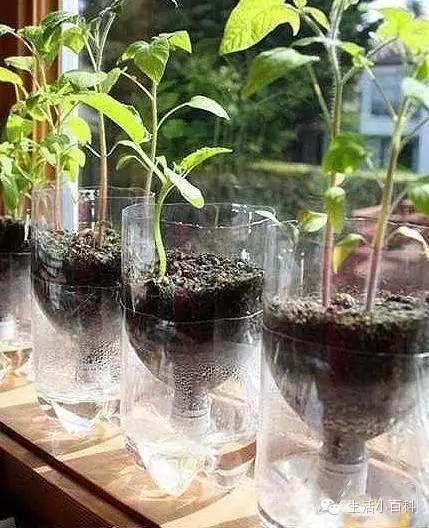 早知道塑料瓶养花种菜这么爽，还买什么花盆呢！