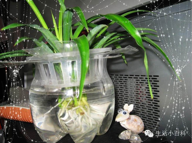 早知道塑料瓶养花种菜这么爽，还买什么花盆呢！