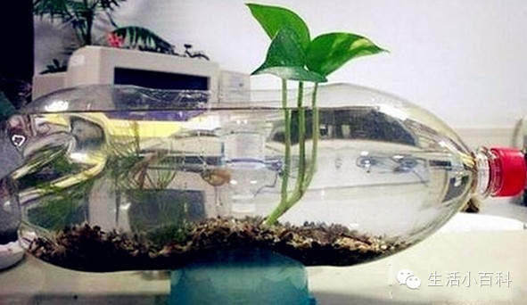 早知道塑料瓶养花种菜这么爽，还买什么花盆呢！