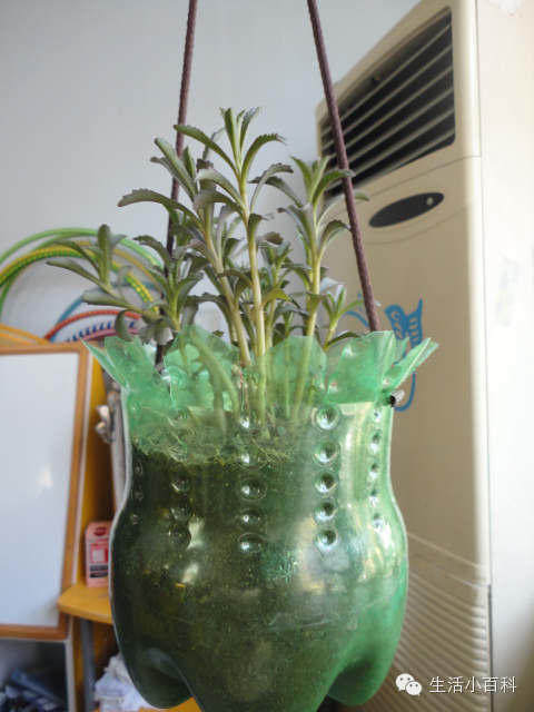 早知道塑料瓶养花种菜这么爽，还买什么花盆呢！
