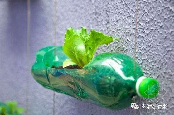 早知道塑料瓶养花种菜这么爽，还买什么花盆呢！