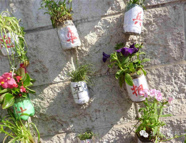 早知道塑料瓶养花种菜这么爽，还买什么花盆呢！