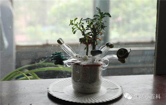 早知道塑料瓶养花种菜这么爽，还买什么花盆呢！