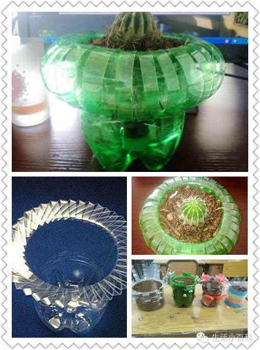 早知道塑料瓶养花种菜这么爽，还买什么花盆呢！