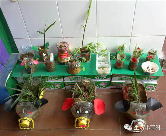 早知道塑料瓶养花种菜这么爽，还买什么花盆呢！