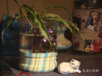 早知道塑料瓶养花种菜这么爽，还买什么花盆呢！