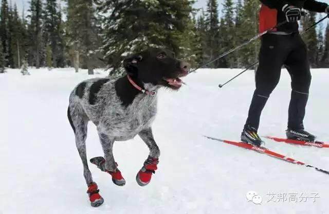 狗狗穿上橡胶鞋，这才是"我们"