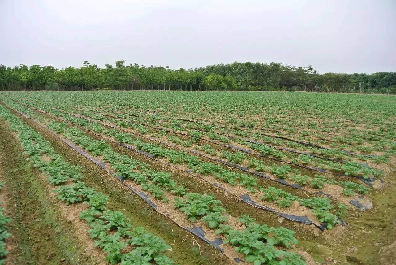 巴斯夫可堆肥生物基聚合物助力中國變廢為寶