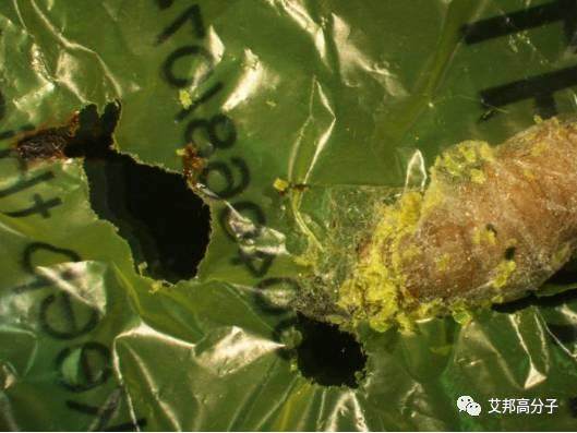 印度谷螟的幼虫可以消化塑料，有望解决污染问题