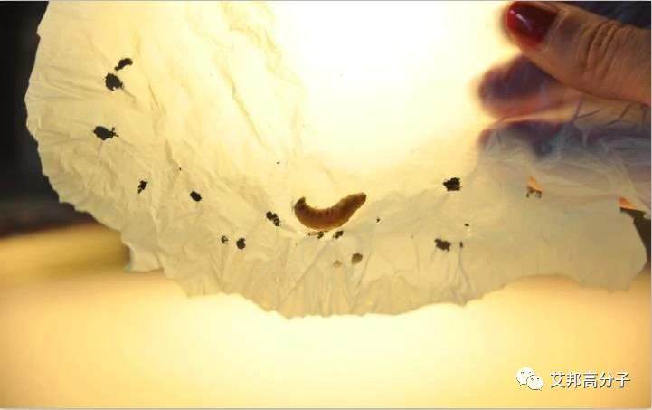 印度谷螟的幼虫可以消化塑料，有望解决污染问题