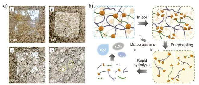 吉林大学开发生物基超分子塑料：环氧大豆油和聚乳酸共聚物ESO-PLA！