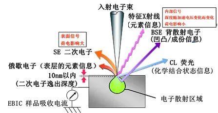 膜电极的SEM制样新方法