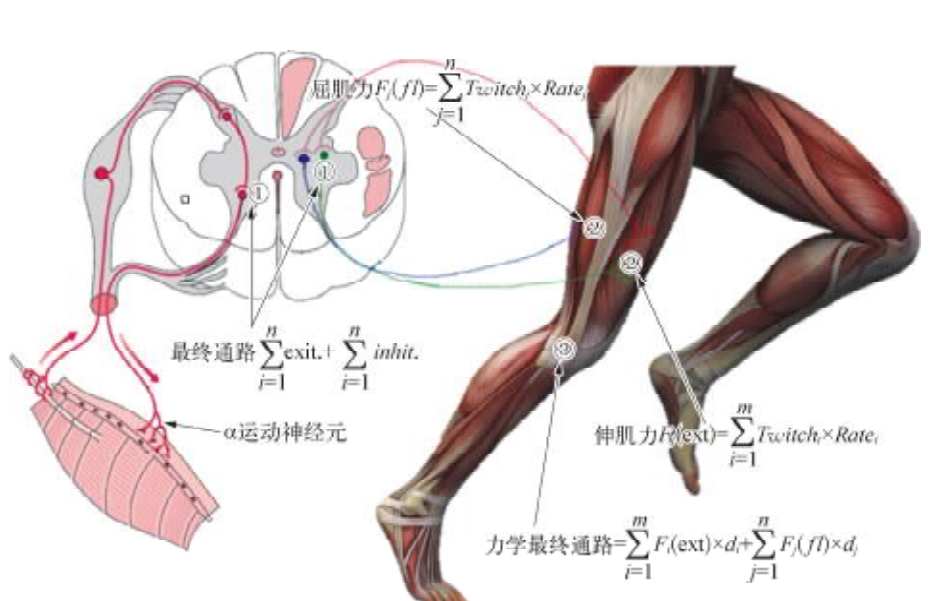生物力學在運動鞋性能評價中的應用