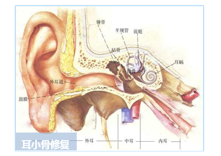 建议收藏|生物医用陶瓷材料的应用