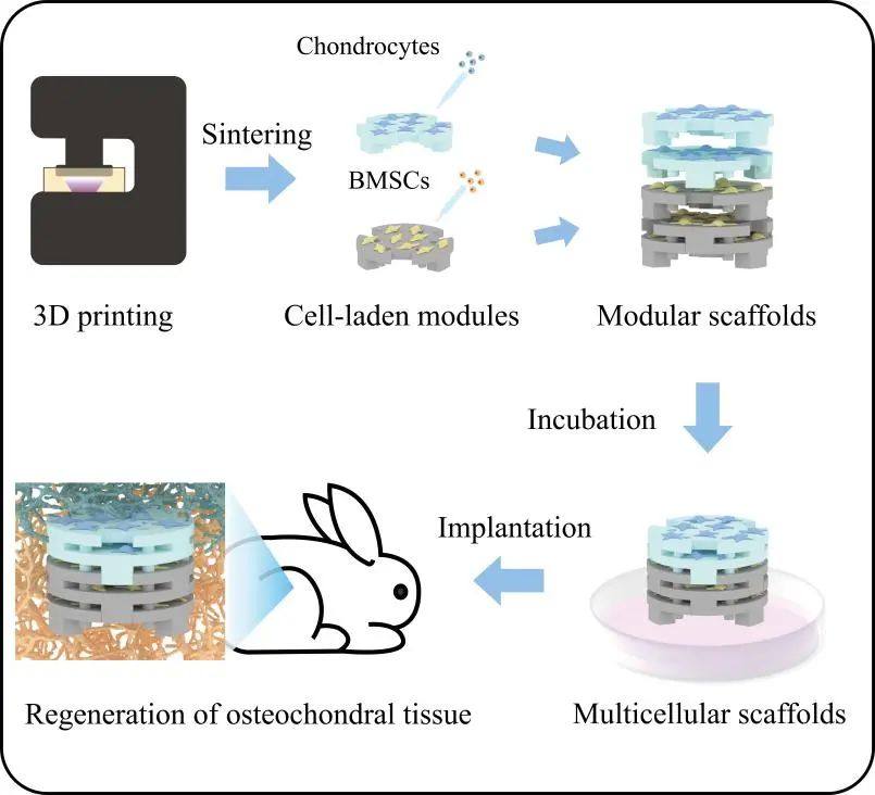 上海硅酸盐所通过生物陶瓷3D打印制备出可组装/拆卸的模块化支架用于多细胞组织工程